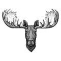 Hipster moose, elk Image for tattoo, logo, emblem, badge design