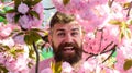 Hipster near branch of sakura tree. Man with beard and mustache on smiling face near sakura flowers. Bearded man with