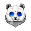 Hipster Panda Cute bamboo bear Image for tattoo, logo, emblem, badge design