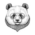 Hipster Panda Cute bamboo bear Image for tattoo, logo, emblem, badge design