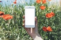 Hipster photograph on digital smart phone or technology, mock up of blank screen. Girl using mobile on red poppies flowers and con