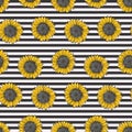 Hipster pattern with sunflowers on striped black Royalty Free Stock Photo