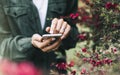 Hipster texting on smartphone or technology, mock up of blank screen. Girl using cellphone on red flowers background. Hands hold Royalty Free Stock Photo