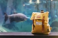 Hipster yellow backpack and map closeup. View from front tourist traveler bag on background blue sea aquarium. Person hiker visit Royalty Free Stock Photo