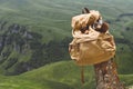 Hipster yellow vintage backpack with a mug fixed on it with a mug close-up front view. Traveler`s travel bag in the Royalty Free Stock Photo