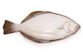 Hirame, Japanese flatfish, back side Royalty Free Stock Photo