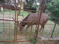 Hiran eating Grass in the Garden in India