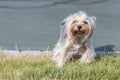 Hire Terrier Posing An Grass. Yorkie Dog