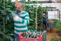 Hired latino worker in protective mask picks crop of cucumbers in greenhouse