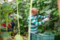 Hired latino worker in protective mask picks crop of cucumbers in greenhouse