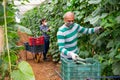 Hired latino worker in protective mask picks crop of cucumbers in greenhouse