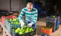 Hired worker man sorts green tomatoes in the backyard