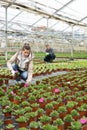 Hired workers engaged in cultivation of plants of petunia in greenhouse Royalty Free Stock Photo