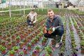 Hired workers engaged in cultivation of plants of petunia in greenhouse Royalty Free Stock Photo