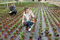 Hired workers engaged in cultivation of plants of petunia in greenhouse Royalty Free Stock Photo