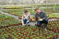 Hired workers engaged in cultivation of plants of petunia in greenhouse Royalty Free Stock Photo