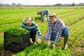 Hired workers harvest arugula on farm plantation Royalty Free Stock Photo