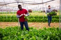 Hired workers harvest mangold in a greenhouse Royalty Free Stock Photo
