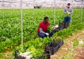 Hired workers harvest mangold in a greenhouse Royalty Free Stock Photo