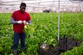 Hired workers harvest mangold in a greenhouse Royalty Free Stock Photo