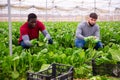 Hired workers harvest mangold in a greenhouse Royalty Free Stock Photo