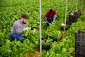 Hired workers harvest mangold in a greenhouse Royalty Free Stock Photo