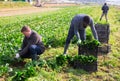 Hired workers harvest spinach on a plantation Royalty Free Stock Photo