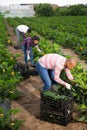 Hired workers harvest zucchini Royalty Free Stock Photo