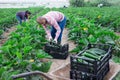 Hired workers harvest zucchini Royalty Free Stock Photo