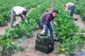 Hired workers harvest zucchini Royalty Free Stock Photo