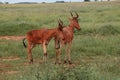 Hirola antelope at Taita Hills wildlife Sanctuary, Kenya Royalty Free Stock Photo