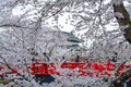 Hirosaki castle park cherry blossoms in springtime season sunny day morning Royalty Free Stock Photo