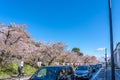 Hirosaki city street view. Cherry blossom in spring season sunny day and clear blue sky
