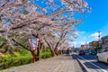 Hirosaki city street view. Cherry blossom in spring season sunny day and clear blue sky