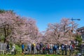 Hirosaki city street view. Cherry blossom in spring season sunny day and clear blue sky