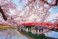 Full bloom Sakura - Cherry Blossom at Hirosaki park in Hirosaki, japan