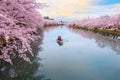 Full bloom Sakura - Cherry Blossom at Hirosaki park in Hirosaki, japan Royalty Free Stock Photo
