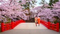 Japanese Geisha with Full bloom Sakura - Cherry Blossom at Hirosaki park in Japan Royalty Free Stock Photo