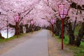 Full bloom Sakura - Cherry Blossom at Hirosaki park, Japan Royalty Free Stock Photo