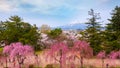 Mt. Iwaki with Full bloom Sakura - Cherry Blossom at Hirosaki park in Japan Royalty Free Stock Photo