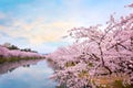 Full bloom Sakura - Cherry Blossom at Hirosaki park, Japan Royalty Free Stock Photo