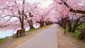 Full bloom Sakura - Cherry Blossom at Hirosaki park, Japan Royalty Free Stock Photo