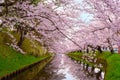 Full bloom Sakura - Cherry Blossom at Hirosaki park, Japan Royalty Free Stock Photo