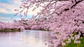 Full bloom Sakura - Cherry Blossom at Hirosaki park, Japan Royalty Free Stock Photo