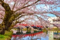 Full bloom Sakura - Cherry Blossom at Hirosaki park, Japan Royalty Free Stock Photo