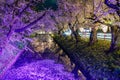 Hirosaki park cherry blossom matsuri festival light up at night in springtime season