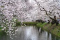 Hirosaki park cherry blossoms matsuri festival in springtime season beautiful morning day Royalty Free Stock Photo