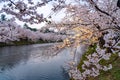 Hirosaki park cherry blossoms matsuri festival in springtime season Royalty Free Stock Photo