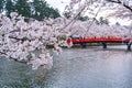 Hirosaki park cherry blossoms matsuri festival in springtime season