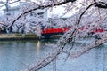 Hirosaki park cherry blossoms matsuri festival in springtime season